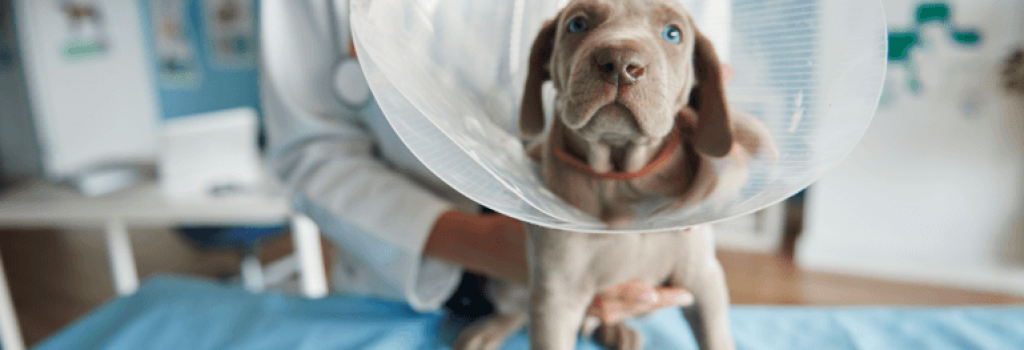 Hundekrankenversicherung Untersuchung