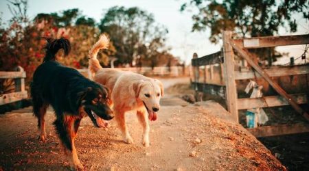 Hundehalterhaftpflichtversicherung