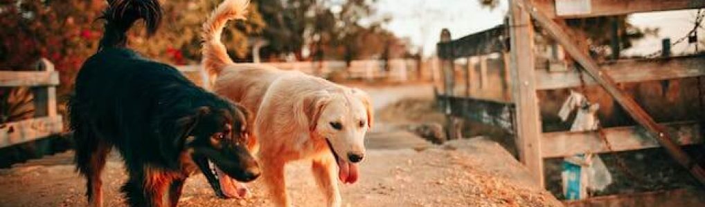 Hundehalterhaftpflichtversicherung